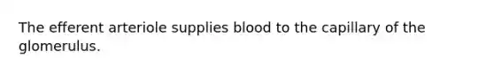 The efferent arteriole supplies blood to the capillary of the glomerulus.