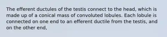 The efferent ductules of the testis connect to the head, which is made up of a conical mass of convoluted lobules. Each lobule is connected on one end to an efferent ductile from the testis, and on the other end,