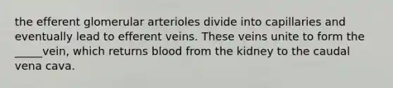 the efferent glomerular arterioles divide into capillaries and eventually lead to efferent veins. These veins unite to form the _____vein, which returns blood from the kidney to the caudal vena cava.