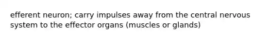 efferent neuron; carry impulses away from the central nervous system to the effector organs (muscles or glands)