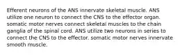 Efferent neurons of the ANS innervate skeletal muscle. ANS utilize one neuron to connect the CNS to the effector organ. somatic motor nerves connect skeletal muscles to the chain ganglia of the spinal cord. ANS utilize two neurons in series to connect the CNS to the effector. somatic motor nerves innervate smooth muscle.