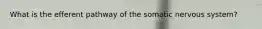 What is the efferent pathway of the somatic nervous system?