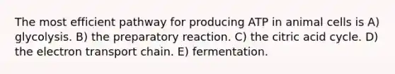 The most efficient pathway for producing ATP in animal cells is A) glycolysis. B) the preparatory reaction. C) the citric acid cycle. D) <a href='https://www.questionai.com/knowledge/k57oGBr0HP-the-electron-transport-chain' class='anchor-knowledge'>the electron transport chain</a>. E) fermentation.