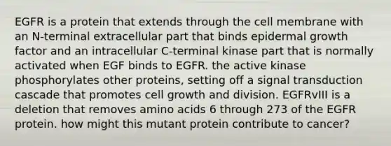 EGFR is a protein that extends through the cell membrane with an N-terminal extracellular part that binds epidermal growth factor and an intracellular C-terminal kinase part that is normally activated when EGF binds to EGFR. the active kinase phosphorylates other proteins, setting off a signal transduction cascade that promotes cell growth and division. EGFRvIII is a deletion that removes amino acids 6 through 273 of the EGFR protein. how might this mutant protein contribute to cancer?