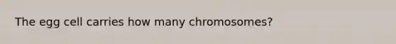 The egg cell carries how many chromosomes?