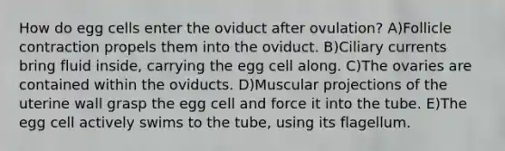 How do egg cells enter the oviduct after ovulation? A)Follicle contraction propels them into the oviduct. B)Ciliary currents bring fluid inside, carrying the egg cell along. C)The ovaries are contained within the oviducts. D)Muscular projections of the uterine wall grasp the egg cell and force it into the tube. E)The egg cell actively swims to the tube, using its flagellum.