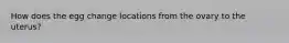 How does the egg change locations from the ovary to the uterus?