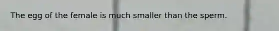 The egg of the female is much smaller than the sperm.