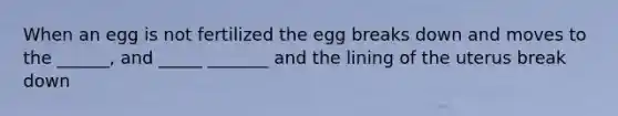 When an egg is not fertilized the egg breaks down and moves to the ______, and _____ _______ and the lining of the uterus break down