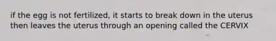 if the egg is not fertilized, it starts to break down in the uterus then leaves the uterus through an opening called the CERVIX