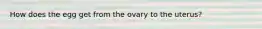 How does the egg get from the ovary to the uterus?