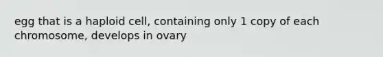 egg that is a haploid cell, containing only 1 copy of each chromosome, develops in ovary
