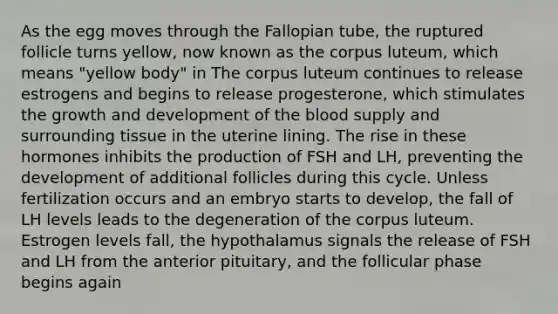 As the egg moves through the Fallopian tube, the ruptured follicle turns yellow, now known as the corpus luteum, which means "yellow body" in The corpus luteum continues to release estrogens and begins to release progesterone, which stimulates the growth and development of the blood supply and surrounding tissue in the uterine lining. The rise in these hormones inhibits the production of FSH and LH, preventing the development of additional follicles during this cycle. Unless fertilization occurs and an embryo starts to develop, the fall of LH levels leads to the degeneration of the corpus luteum. Estrogen levels fall, the hypothalamus signals the release of FSH and LH from the anterior pituitary, and the follicular phase begins again