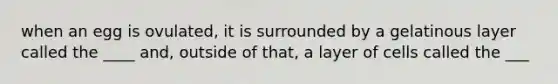 when an egg is ovulated, it is surrounded by a gelatinous layer called the ____ and, outside of that, a layer of cells called the ___