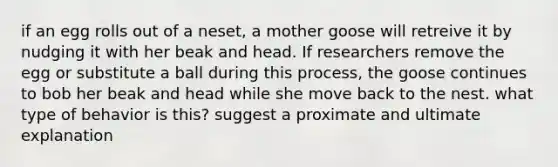 if an egg rolls out of a neset, a mother goose will retreive it by nudging it with her beak and head. If researchers remove the egg or substitute a ball during this process, the goose continues to bob her beak and head while she move back to the nest. what type of behavior is this? suggest a proximate and ultimate explanation