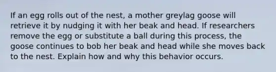 If an egg rolls out of the nest, a mother greylag goose will retrieve it by nudging it with her beak and head. If researchers remove the egg or substitute a ball during this process, the goose continues to bob her beak and head while she moves back to the nest. Explain how and why this behavior occurs.