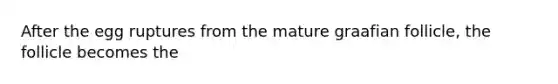 After the egg ruptures from the mature graafian follicle, the follicle becomes the