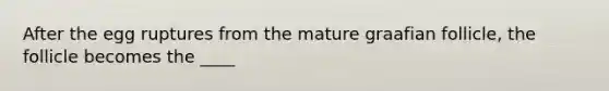 After the egg ruptures from the mature graafian follicle, the follicle becomes the ____