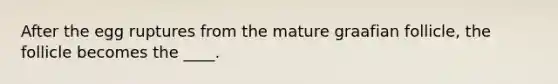 After the egg ruptures from the mature graafian follicle, the follicle becomes the ____.