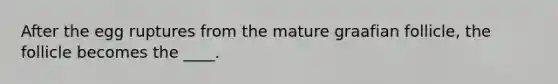 ​After the egg ruptures from the mature graafian follicle, the follicle becomes the ____.