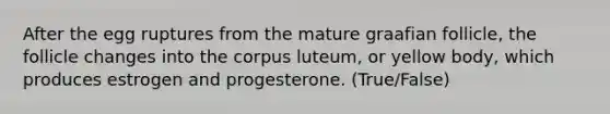 After the egg ruptures from the mature graafian follicle, the follicle changes into the corpus luteum, or yellow body, which produces estrogen and progesterone. (True/False)