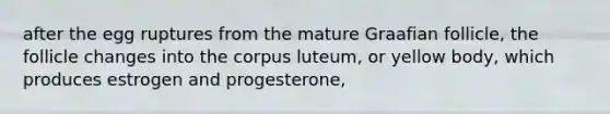 after the egg ruptures from the mature Graafian follicle, the follicle changes into the corpus luteum, or yellow body, which produces estrogen and progesterone,