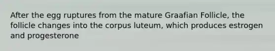 After the egg ruptures from the mature Graafian Follicle, the follicle changes into the corpus luteum, which produces estrogen and progesterone