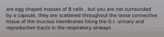 are egg shaped masses of B cells , but you are not surrounded by a capsule, they are scattered throughout the loose connective tissue of the mucous membranes lining the G.I. urinary and reproductive tracts in the respiratory airways