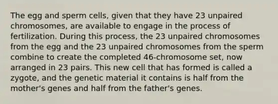 The egg and sperm cells, given that they have 23 unpaired chromosomes, are available to engage in the process of fertilization. During this process, the 23 unpaired chromosomes from the egg and the 23 unpaired chromosomes from the sperm combine to create the completed 46-chromosome set, now arranged in 23 pairs. This new cell that has formed is called a zygote, and the genetic material it contains is half from the mother's genes and half from the father's genes.