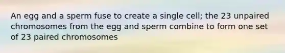 An egg and a sperm fuse to create a single cell; the 23 unpaired chromosomes from the egg and sperm combine to form one set of 23 paired chromosomes