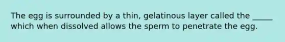 The egg is surrounded by a thin, gelatinous layer called the _____ which when dissolved allows the sperm to penetrate the egg.