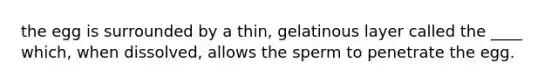 the egg is surrounded by a thin, gelatinous layer called the ____ which, when dissolved, allows the sperm to penetrate the egg.