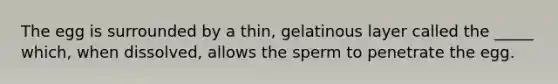 The egg is surrounded by a thin, gelatinous layer called the _____ which, when dissolved, allows the sperm to penetrate the egg.