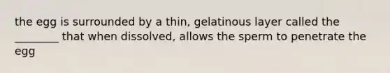 the egg is surrounded by a thin, gelatinous layer called the ________ that when dissolved, allows the sperm to penetrate the egg