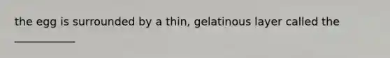 the egg is surrounded by a thin, gelatinous layer called the ___________