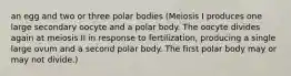 an egg and two or three polar bodies (Meiosis I produces one large secondary oocyte and a polar body. The oocyte divides again at meiosis II in response to fertilization, producing a single large ovum and a second polar body. The first polar body may or may not divide.)