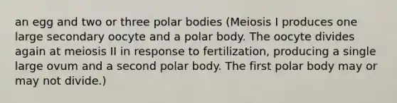 an egg and two or three polar bodies (Meiosis I produces one large secondary oocyte and a polar body. The oocyte divides again at meiosis II in response to fertilization, producing a single large ovum and a second polar body. The first polar body may or may not divide.)