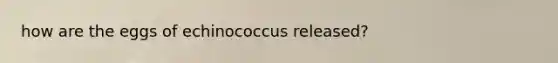 how are the eggs of echinococcus released?