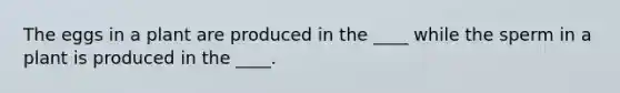 The eggs in a plant are produced in the ____ while the sperm in a plant is produced in the ____.