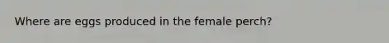 Where are eggs produced in the female perch?