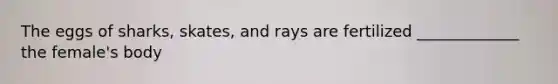 The eggs of sharks, skates, and rays are fertilized _____________ the female's body