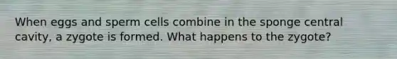 When eggs and sperm cells combine in the sponge central cavity, a zygote is formed. What happens to the zygote?