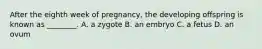 After the eighth week of pregnancy, the developing offspring is known as ________. A. a zygote B. an embryo C. a fetus D. an ovum