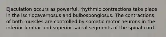 Ejaculation occurs as powerful, rhythmic contractions take place in the ischiocavernosus and bulbospongiosus. The contractions of both muscles are controlled by somatic motor neurons in the inferior lumbar and superior sacral segments of the spinal cord.