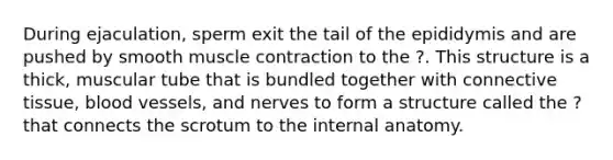 During ejaculation, sperm exit the tail of the epididymis and are pushed by smooth <a href='https://www.questionai.com/knowledge/k0LBwLeEer-muscle-contraction' class='anchor-knowledge'>muscle contraction</a> to the ?. This structure is a thick, muscular tube that is bundled together with <a href='https://www.questionai.com/knowledge/kYDr0DHyc8-connective-tissue' class='anchor-knowledge'>connective tissue</a>, <a href='https://www.questionai.com/knowledge/kZJ3mNKN7P-blood-vessels' class='anchor-knowledge'>blood vessels</a>, and nerves to form a structure called the ? that connects the scrotum to the internal anatomy.