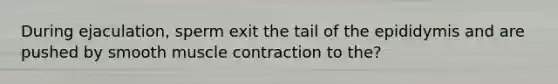 During ejaculation, sperm exit the tail of the epididymis and are pushed by smooth muscle contraction to the?