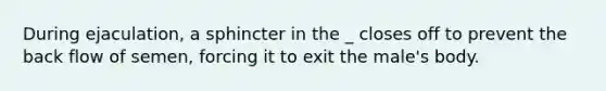 During ejaculation, a sphincter in the _ closes off to prevent the back flow of semen, forcing it to exit the male's body.