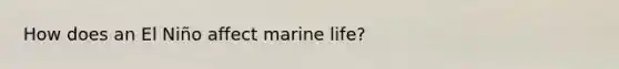 How does an El Niño affect marine life?