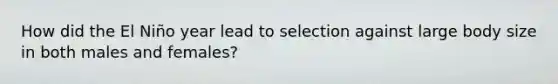 How did the El Niño year lead to selection against large body size in both males and females?