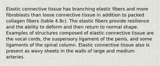 Elastic <a href='https://www.questionai.com/knowledge/kYDr0DHyc8-connective-tissue' class='anchor-knowledge'>connective tissue</a> has branching elastic fibers and more fibroblasts than loose connective tissue in addition to packed collagen fibers (table 4.8c). The elastic fibers provide resilience and the ability to deform and then return to normal shape. Examples of structures composed of elastic connective tissue are the vocal cords, the suspensory ligament of the penis, and some ligaments of the spinal column. Elastic connective tissue also is present as wavy sheets in the walls of large and medium arteries.